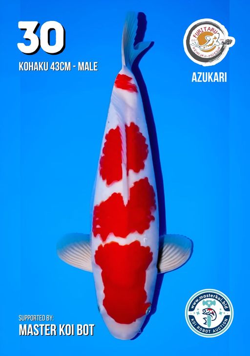 Lelang Koi Online, Jual Beli Ikan Koi, Pusat Jual Beli Koi, Info Lelang Koi Hari Ini, Platform Jual Beli Koi, Jual Beli Ikan Koi Online, Marketplace Ikan Koi, Jual Koi Terbaik, Tempat Beli Koi Berkualitas, Pasar Ikan Koi Online Terpercaya, Penjual Ikan Koi Terpercaya, Beli Koi Hias Online, Ikan Koi untuk Dijual, Koi Kualitas Terbaik, Toko Online Ikan Koi, Koi Hias Untuk Dijual, Jual Beli Ikan Koi Lokal, Koi Indonesia Online, Pusat Jual Beli Koi Terbesar