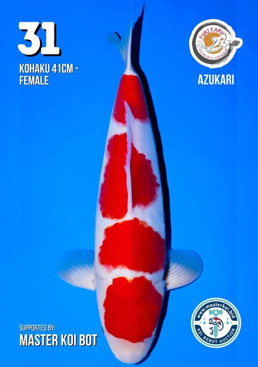 Lelang Koi Online, Jual Beli Ikan Koi, Pusat Jual Beli Koi, Info Lelang Koi Hari Ini, Platform Jual Beli Koi, Jual Beli Ikan Koi Online, Marketplace Ikan Koi, Jual Koi Terbaik, Tempat Beli Koi Berkualitas, Pasar Ikan Koi Online Terpercaya, Penjual Ikan Koi Terpercaya, Beli Koi Hias Online, Ikan Koi untuk Dijual, Koi Kualitas Terbaik, Toko Online Ikan Koi, Koi Hias Untuk Dijual, Jual Beli Ikan Koi Lokal, Koi Indonesia Online, Pusat Jual Beli Koi Terbesar