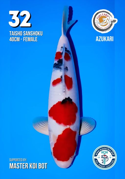 Lelang Koi Online, Jual Beli Ikan Koi, Pusat Jual Beli Koi, Info Lelang Koi Hari Ini, Platform Jual Beli Koi, Jual Beli Ikan Koi Online, Marketplace Ikan Koi, Jual Koi Terbaik, Tempat Beli Koi Berkualitas, Pasar Ikan Koi Online Terpercaya, Penjual Ikan Koi Terpercaya, Beli Koi Hias Online, Ikan Koi untuk Dijual, Koi Kualitas Terbaik, Toko Online Ikan Koi, Koi Hias Untuk Dijual, Jual Beli Ikan Koi Lokal, Koi Indonesia Online, Pusat Jual Beli Koi Terbesar
