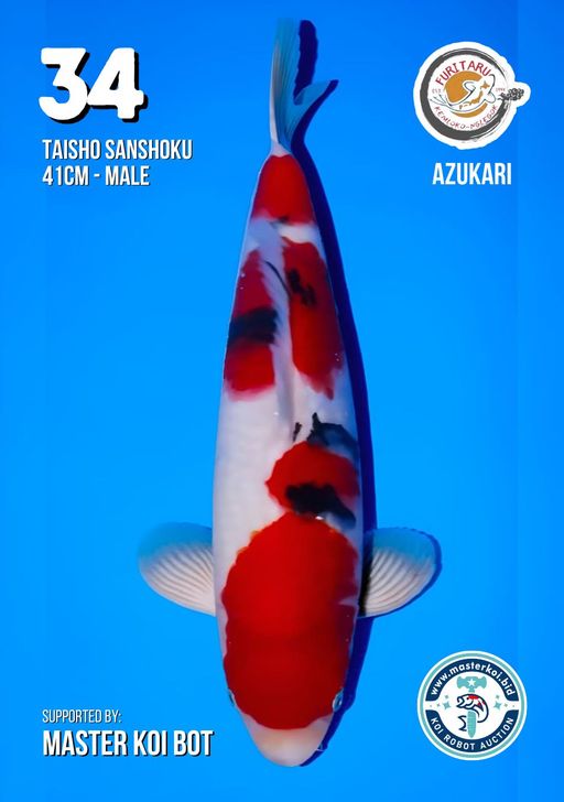 Lelang Koi Online, Jual Beli Ikan Koi, Pusat Jual Beli Koi, Info Lelang Koi Hari Ini, Platform Jual Beli Koi, Jual Beli Ikan Koi Online, Marketplace Ikan Koi, Jual Koi Terbaik, Tempat Beli Koi Berkualitas, Pasar Ikan Koi Online Terpercaya, Penjual Ikan Koi Terpercaya, Beli Koi Hias Online, Ikan Koi untuk Dijual, Koi Kualitas Terbaik, Toko Online Ikan Koi, Koi Hias Untuk Dijual, Jual Beli Ikan Koi Lokal, Koi Indonesia Online, Pusat Jual Beli Koi Terbesar