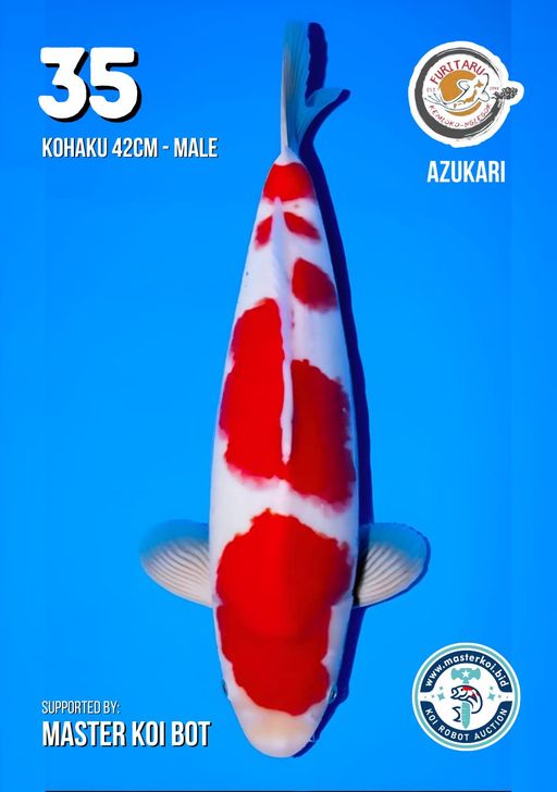 Lelang Koi Online, Jual Beli Ikan Koi, Pusat Jual Beli Koi, Info Lelang Koi Hari Ini, Platform Jual Beli Koi, Jual Beli Ikan Koi Online, Marketplace Ikan Koi, Jual Koi Terbaik, Tempat Beli Koi Berkualitas, Pasar Ikan Koi Online Terpercaya, Penjual Ikan Koi Terpercaya, Beli Koi Hias Online, Ikan Koi untuk Dijual, Koi Kualitas Terbaik, Toko Online Ikan Koi, Koi Hias Untuk Dijual, Jual Beli Ikan Koi Lokal, Koi Indonesia Online, Pusat Jual Beli Koi Terbesar