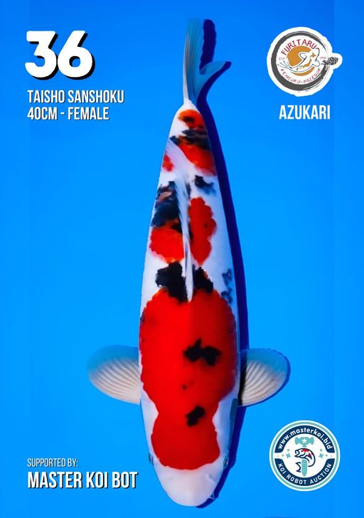 Lelang Koi Online, Jual Beli Ikan Koi, Pusat Jual Beli Koi, Info Lelang Koi Hari Ini, Platform Jual Beli Koi, Jual Beli Ikan Koi Online, Marketplace Ikan Koi, Jual Koi Terbaik, Tempat Beli Koi Berkualitas, Pasar Ikan Koi Online Terpercaya, Penjual Ikan Koi Terpercaya, Beli Koi Hias Online, Ikan Koi untuk Dijual, Koi Kualitas Terbaik, Toko Online Ikan Koi, Koi Hias Untuk Dijual, Jual Beli Ikan Koi Lokal, Koi Indonesia Online, Pusat Jual Beli Koi Terbesar
