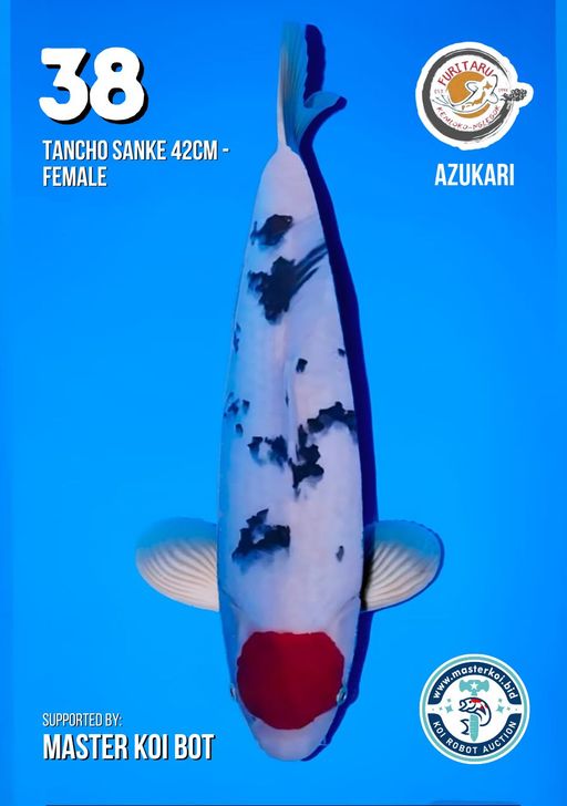 Lelang Koi Online, Jual Beli Ikan Koi, Pusat Jual Beli Koi, Info Lelang Koi Hari Ini, Platform Jual Beli Koi, Jual Beli Ikan Koi Online, Marketplace Ikan Koi, Jual Koi Terbaik, Tempat Beli Koi Berkualitas, Pasar Ikan Koi Online Terpercaya, Penjual Ikan Koi Terpercaya, Beli Koi Hias Online, Ikan Koi untuk Dijual, Koi Kualitas Terbaik, Toko Online Ikan Koi, Koi Hias Untuk Dijual, Jual Beli Ikan Koi Lokal, Koi Indonesia Online, Pusat Jual Beli Koi Terbesar
