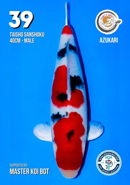 Lelang Koi Online, Jual Beli Ikan Koi, Pusat Jual Beli Koi, Info Lelang Koi Hari Ini, Platform Jual Beli Koi, Jual Beli Ikan Koi Online, Marketplace Ikan Koi, Jual Koi Terbaik, Tempat Beli Koi Berkualitas, Pasar Ikan Koi Online Terpercaya, Penjual Ikan Koi Terpercaya, Beli Koi Hias Online, Ikan Koi untuk Dijual, Koi Kualitas Terbaik, Toko Online Ikan Koi, Koi Hias Untuk Dijual, Jual Beli Ikan Koi Lokal, Koi Indonesia Online, Pusat Jual Beli Koi Terbesar