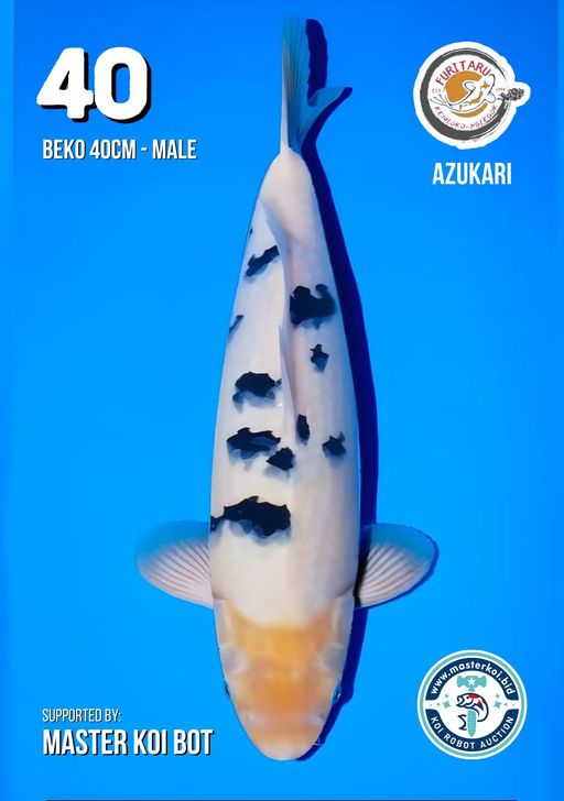 Lelang Koi Online, Jual Beli Ikan Koi, Pusat Jual Beli Koi, Info Lelang Koi Hari Ini, Platform Jual Beli Koi, Jual Beli Ikan Koi Online, Marketplace Ikan Koi, Jual Koi Terbaik, Tempat Beli Koi Berkualitas, Pasar Ikan Koi Online Terpercaya, Penjual Ikan Koi Terpercaya, Beli Koi Hias Online, Ikan Koi untuk Dijual, Koi Kualitas Terbaik, Toko Online Ikan Koi, Koi Hias Untuk Dijual, Jual Beli Ikan Koi Lokal, Koi Indonesia Online, Pusat Jual Beli Koi Terbesar