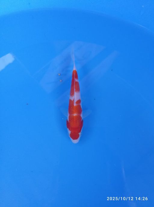 Lelang Koi Online, Jual Beli Ikan Koi, Pusat Jual Beli Koi, Info Lelang Koi Hari Ini, Platform Jual Beli Koi, Jual Beli Ikan Koi Online, Marketplace Ikan Koi, Jual Koi Terbaik, Tempat Beli Koi Berkualitas, Pasar Ikan Koi Online Terpercaya, Penjual Ikan Koi Terpercaya, Beli Koi Hias Online, Ikan Koi untuk Dijual, Koi Kualitas Terbaik, Toko Online Ikan Koi, Koi Hias Untuk Dijual, Jual Beli Ikan Koi Lokal, Koi Indonesia Online, Pusat Jual Beli Koi Terbesar