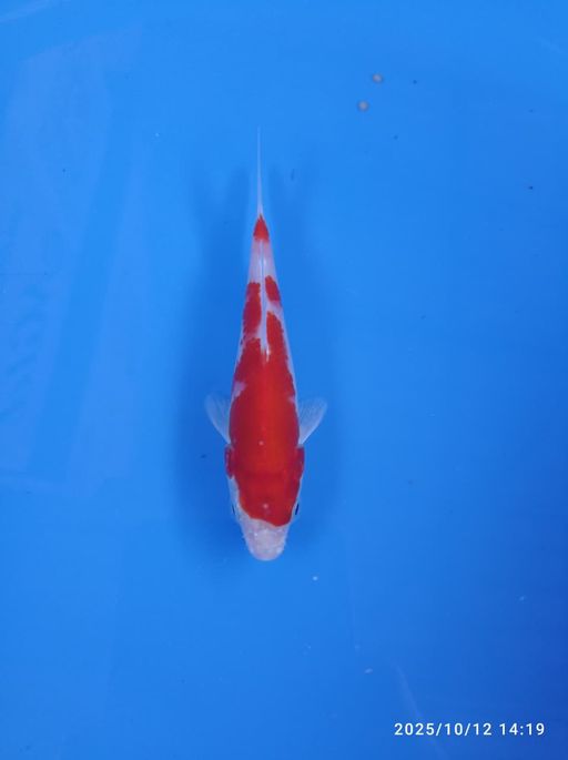Lelang Koi Online, Jual Beli Ikan Koi, Pusat Jual Beli Koi, Info Lelang Koi Hari Ini, Platform Jual Beli Koi, Jual Beli Ikan Koi Online, Marketplace Ikan Koi, Jual Koi Terbaik, Tempat Beli Koi Berkualitas, Pasar Ikan Koi Online Terpercaya, Penjual Ikan Koi Terpercaya, Beli Koi Hias Online, Ikan Koi untuk Dijual, Koi Kualitas Terbaik, Toko Online Ikan Koi, Koi Hias Untuk Dijual, Jual Beli Ikan Koi Lokal, Koi Indonesia Online, Pusat Jual Beli Koi Terbesar