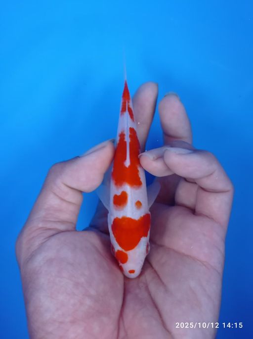 Lelang Koi Online, Jual Beli Ikan Koi, Pusat Jual Beli Koi, Info Lelang Koi Hari Ini, Platform Jual Beli Koi, Jual Beli Ikan Koi Online, Marketplace Ikan Koi, Jual Koi Terbaik, Tempat Beli Koi Berkualitas, Pasar Ikan Koi Online Terpercaya, Penjual Ikan Koi Terpercaya, Beli Koi Hias Online, Ikan Koi untuk Dijual, Koi Kualitas Terbaik, Toko Online Ikan Koi, Koi Hias Untuk Dijual, Jual Beli Ikan Koi Lokal, Koi Indonesia Online, Pusat Jual Beli Koi Terbesar