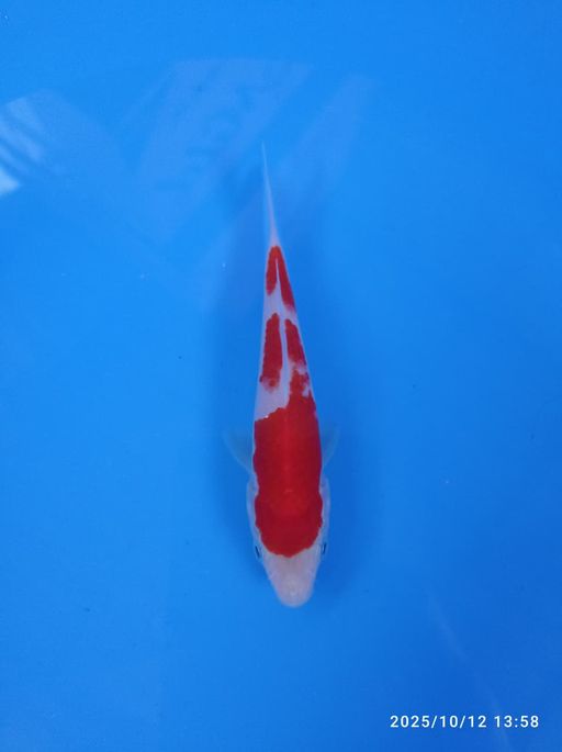 Lelang Koi Online, Jual Beli Ikan Koi, Pusat Jual Beli Koi, Info Lelang Koi Hari Ini, Platform Jual Beli Koi, Jual Beli Ikan Koi Online, Marketplace Ikan Koi, Jual Koi Terbaik, Tempat Beli Koi Berkualitas, Pasar Ikan Koi Online Terpercaya, Penjual Ikan Koi Terpercaya, Beli Koi Hias Online, Ikan Koi untuk Dijual, Koi Kualitas Terbaik, Toko Online Ikan Koi, Koi Hias Untuk Dijual, Jual Beli Ikan Koi Lokal, Koi Indonesia Online, Pusat Jual Beli Koi Terbesar