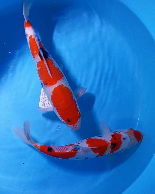 Lelang Koi Online, Jual Beli Ikan Koi, Pusat Jual Beli Koi, Info Lelang Koi Hari Ini, Platform Jual Beli Koi, Jual Beli Ikan Koi Online, Marketplace Ikan Koi, Jual Koi Terbaik, Tempat Beli Koi Berkualitas, Pasar Ikan Koi Online Terpercaya, Penjual Ikan Koi Terpercaya, Beli Koi Hias Online, Ikan Koi untuk Dijual, Koi Kualitas Terbaik, Toko Online Ikan Koi, Koi Hias Untuk Dijual, Jual Beli Ikan Koi Lokal, Koi Indonesia Online, Pusat Jual Beli Koi Terbesar