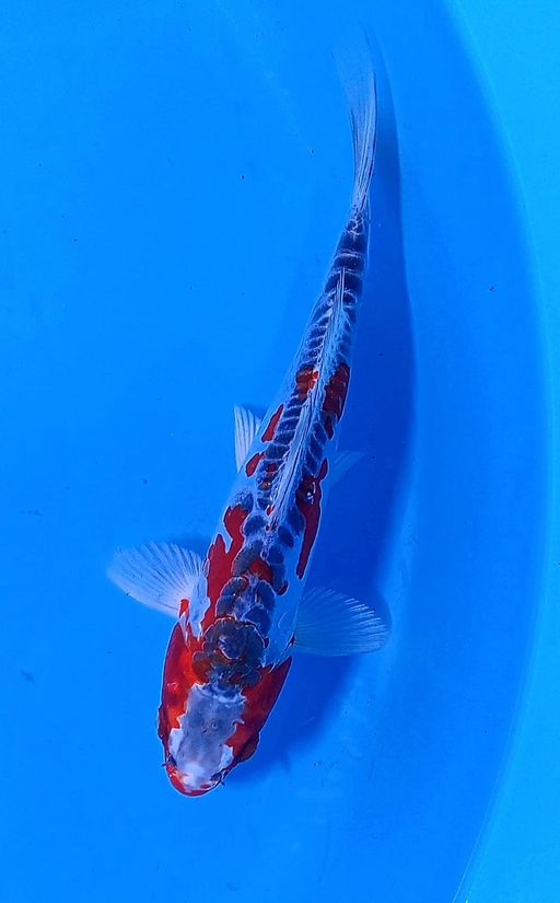 Lelang Koi Online, Jual Beli Ikan Koi, Pusat Jual Beli Koi, Info Lelang Koi Hari Ini, Platform Jual Beli Koi, Jual Beli Ikan Koi Online, Marketplace Ikan Koi, Jual Koi Terbaik, Tempat Beli Koi Berkualitas, Pasar Ikan Koi Online Terpercaya, Penjual Ikan Koi Terpercaya, Beli Koi Hias Online, Ikan Koi untuk Dijual, Koi Kualitas Terbaik, Toko Online Ikan Koi, Koi Hias Untuk Dijual, Jual Beli Ikan Koi Lokal, Koi Indonesia Online, Pusat Jual Beli Koi Terbesar
