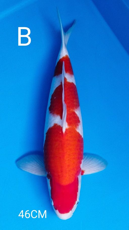 Lelang Koi Online, Jual Beli Ikan Koi, Pusat Jual Beli Koi, Info Lelang Koi Hari Ini, Platform Jual Beli Koi, Jual Beli Ikan Koi Online, Marketplace Ikan Koi, Jual Koi Terbaik, Tempat Beli Koi Berkualitas, Pasar Ikan Koi Online Terpercaya, Penjual Ikan Koi Terpercaya, Beli Koi Hias Online, Ikan Koi untuk Dijual, Koi Kualitas Terbaik, Toko Online Ikan Koi, Koi Hias Untuk Dijual, Jual Beli Ikan Koi Lokal, Koi Indonesia Online, Pusat Jual Beli Koi Terbesar