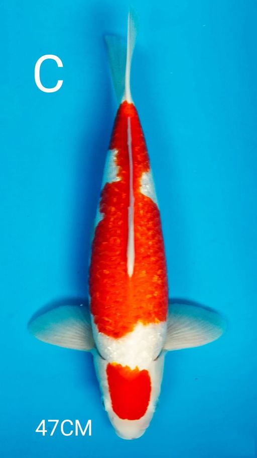 Lelang Koi Online, Jual Beli Ikan Koi, Pusat Jual Beli Koi, Info Lelang Koi Hari Ini, Platform Jual Beli Koi, Jual Beli Ikan Koi Online, Marketplace Ikan Koi, Jual Koi Terbaik, Tempat Beli Koi Berkualitas, Pasar Ikan Koi Online Terpercaya, Penjual Ikan Koi Terpercaya, Beli Koi Hias Online, Ikan Koi untuk Dijual, Koi Kualitas Terbaik, Toko Online Ikan Koi, Koi Hias Untuk Dijual, Jual Beli Ikan Koi Lokal, Koi Indonesia Online, Pusat Jual Beli Koi Terbesar