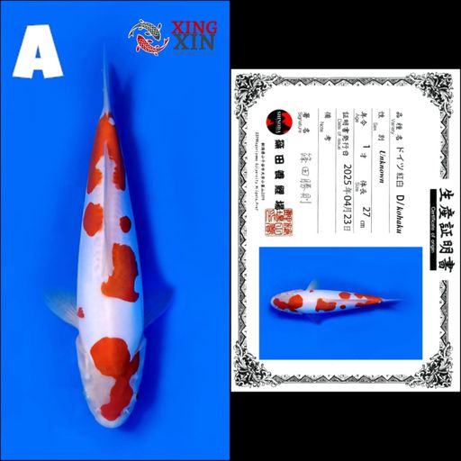 Lelang Koi Online, Jual Beli Ikan Koi, Pusat Jual Beli Koi, Info Lelang Koi Hari Ini, Platform Jual Beli Koi, Jual Beli Ikan Koi Online, Marketplace Ikan Koi, Jual Koi Terbaik, Tempat Beli Koi Berkualitas, Pasar Ikan Koi Online Terpercaya, Penjual Ikan Koi Terpercaya, Beli Koi Hias Online, Ikan Koi untuk Dijual, Koi Kualitas Terbaik, Toko Online Ikan Koi, Koi Hias Untuk Dijual, Jual Beli Ikan Koi Lokal, Koi Indonesia Online, Pusat Jual Beli Koi Terbesar