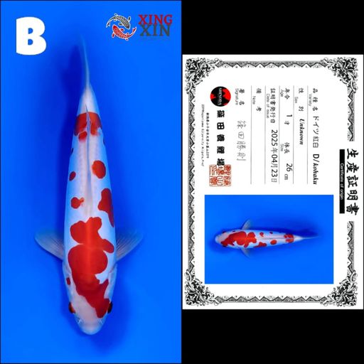 Lelang Koi Online, Jual Beli Ikan Koi, Pusat Jual Beli Koi, Info Lelang Koi Hari Ini, Platform Jual Beli Koi, Jual Beli Ikan Koi Online, Marketplace Ikan Koi, Jual Koi Terbaik, Tempat Beli Koi Berkualitas, Pasar Ikan Koi Online Terpercaya, Penjual Ikan Koi Terpercaya, Beli Koi Hias Online, Ikan Koi untuk Dijual, Koi Kualitas Terbaik, Toko Online Ikan Koi, Koi Hias Untuk Dijual, Jual Beli Ikan Koi Lokal, Koi Indonesia Online, Pusat Jual Beli Koi Terbesar