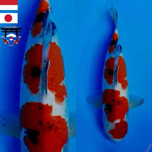 Lelang Koi Online, Jual Beli Ikan Koi, Pusat Jual Beli Koi, Info Lelang Koi Hari Ini, Platform Jual Beli Koi, Jual Beli Ikan Koi Online, Marketplace Ikan Koi, Jual Koi Terbaik, Tempat Beli Koi Berkualitas, Pasar Ikan Koi Online Terpercaya, Penjual Ikan Koi Terpercaya, Beli Koi Hias Online, Ikan Koi untuk Dijual, Koi Kualitas Terbaik, Toko Online Ikan Koi, Koi Hias Untuk Dijual, Jual Beli Ikan Koi Lokal, Koi Indonesia Online, Pusat Jual Beli Koi Terbesar