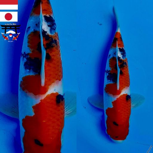 Lelang Koi Online, Jual Beli Ikan Koi, Pusat Jual Beli Koi, Info Lelang Koi Hari Ini, Platform Jual Beli Koi, Jual Beli Ikan Koi Online, Marketplace Ikan Koi, Jual Koi Terbaik, Tempat Beli Koi Berkualitas, Pasar Ikan Koi Online Terpercaya, Penjual Ikan Koi Terpercaya, Beli Koi Hias Online, Ikan Koi untuk Dijual, Koi Kualitas Terbaik, Toko Online Ikan Koi, Koi Hias Untuk Dijual, Jual Beli Ikan Koi Lokal, Koi Indonesia Online, Pusat Jual Beli Koi Terbesar