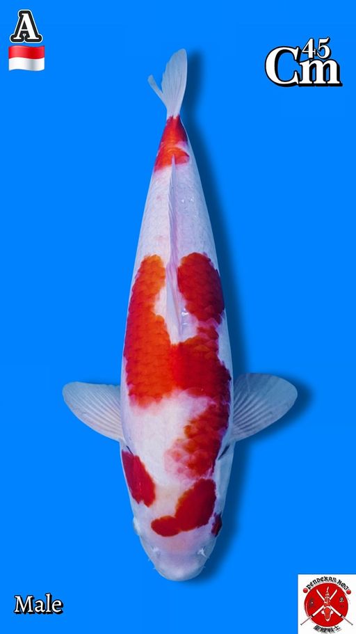 Lelang Koi Online, Jual Beli Ikan Koi, Pusat Jual Beli Koi, Info Lelang Koi Hari Ini, Platform Jual Beli Koi, Jual Beli Ikan Koi Online, Marketplace Ikan Koi, Jual Koi Terbaik, Tempat Beli Koi Berkualitas, Pasar Ikan Koi Online Terpercaya, Penjual Ikan Koi Terpercaya, Beli Koi Hias Online, Ikan Koi untuk Dijual, Koi Kualitas Terbaik, Toko Online Ikan Koi, Koi Hias Untuk Dijual, Jual Beli Ikan Koi Lokal, Koi Indonesia Online, Pusat Jual Beli Koi Terbesar