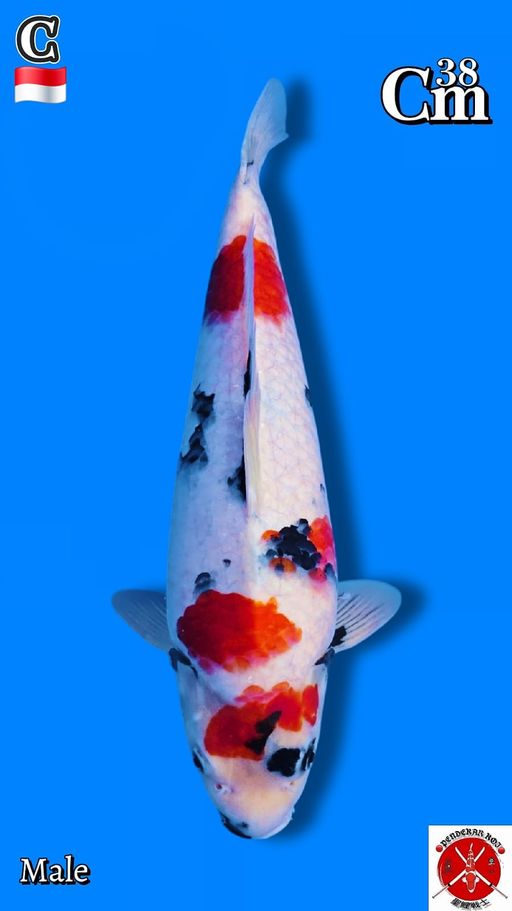 Lelang Koi Online, Jual Beli Ikan Koi, Pusat Jual Beli Koi, Info Lelang Koi Hari Ini, Platform Jual Beli Koi, Jual Beli Ikan Koi Online, Marketplace Ikan Koi, Jual Koi Terbaik, Tempat Beli Koi Berkualitas, Pasar Ikan Koi Online Terpercaya, Penjual Ikan Koi Terpercaya, Beli Koi Hias Online, Ikan Koi untuk Dijual, Koi Kualitas Terbaik, Toko Online Ikan Koi, Koi Hias Untuk Dijual, Jual Beli Ikan Koi Lokal, Koi Indonesia Online, Pusat Jual Beli Koi Terbesar