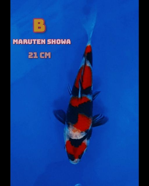 Lelang Koi Online, Jual Beli Ikan Koi, Pusat Jual Beli Koi, Info Lelang Koi Hari Ini, Platform Jual Beli Koi, Jual Beli Ikan Koi Online, Marketplace Ikan Koi, Jual Koi Terbaik, Tempat Beli Koi Berkualitas, Pasar Ikan Koi Online Terpercaya, Penjual Ikan Koi Terpercaya, Beli Koi Hias Online, Ikan Koi untuk Dijual, Koi Kualitas Terbaik, Toko Online Ikan Koi, Koi Hias Untuk Dijual, Jual Beli Ikan Koi Lokal, Koi Indonesia Online, Pusat Jual Beli Koi Terbesar