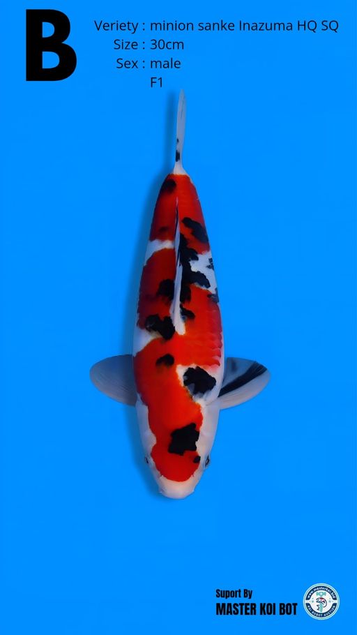 Lelang Koi Online, Jual Beli Ikan Koi, Pusat Jual Beli Koi, Info Lelang Koi Hari Ini, Platform Jual Beli Koi, Jual Beli Ikan Koi Online, Marketplace Ikan Koi, Jual Koi Terbaik, Tempat Beli Koi Berkualitas, Pasar Ikan Koi Online Terpercaya, Penjual Ikan Koi Terpercaya, Beli Koi Hias Online, Ikan Koi untuk Dijual, Koi Kualitas Terbaik, Toko Online Ikan Koi, Koi Hias Untuk Dijual, Jual Beli Ikan Koi Lokal, Koi Indonesia Online, Pusat Jual Beli Koi Terbesar