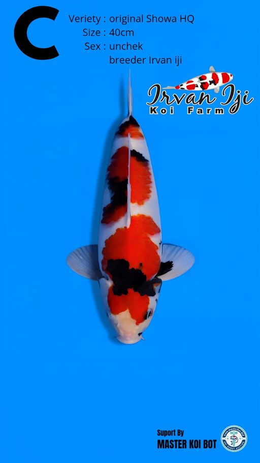 Lelang Koi Online, Jual Beli Ikan Koi, Pusat Jual Beli Koi, Info Lelang Koi Hari Ini, Platform Jual Beli Koi, Jual Beli Ikan Koi Online, Marketplace Ikan Koi, Jual Koi Terbaik, Tempat Beli Koi Berkualitas, Pasar Ikan Koi Online Terpercaya, Penjual Ikan Koi Terpercaya, Beli Koi Hias Online, Ikan Koi untuk Dijual, Koi Kualitas Terbaik, Toko Online Ikan Koi, Koi Hias Untuk Dijual, Jual Beli Ikan Koi Lokal, Koi Indonesia Online, Pusat Jual Beli Koi Terbesar