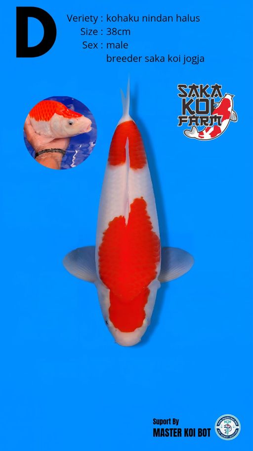 Lelang Koi Online, Jual Beli Ikan Koi, Pusat Jual Beli Koi, Info Lelang Koi Hari Ini, Platform Jual Beli Koi, Jual Beli Ikan Koi Online, Marketplace Ikan Koi, Jual Koi Terbaik, Tempat Beli Koi Berkualitas, Pasar Ikan Koi Online Terpercaya, Penjual Ikan Koi Terpercaya, Beli Koi Hias Online, Ikan Koi untuk Dijual, Koi Kualitas Terbaik, Toko Online Ikan Koi, Koi Hias Untuk Dijual, Jual Beli Ikan Koi Lokal, Koi Indonesia Online, Pusat Jual Beli Koi Terbesar