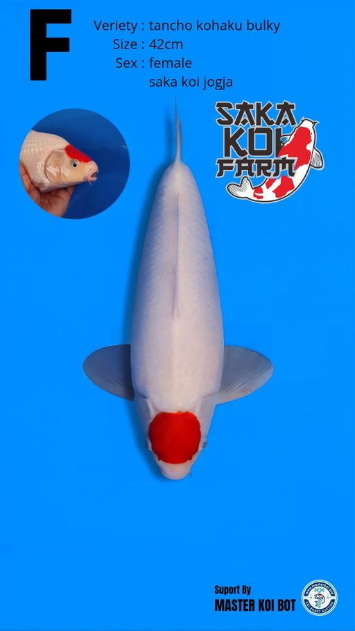 Lelang Koi Online, Jual Beli Ikan Koi, Pusat Jual Beli Koi, Info Lelang Koi Hari Ini, Platform Jual Beli Koi, Jual Beli Ikan Koi Online, Marketplace Ikan Koi, Jual Koi Terbaik, Tempat Beli Koi Berkualitas, Pasar Ikan Koi Online Terpercaya, Penjual Ikan Koi Terpercaya, Beli Koi Hias Online, Ikan Koi untuk Dijual, Koi Kualitas Terbaik, Toko Online Ikan Koi, Koi Hias Untuk Dijual, Jual Beli Ikan Koi Lokal, Koi Indonesia Online, Pusat Jual Beli Koi Terbesar
