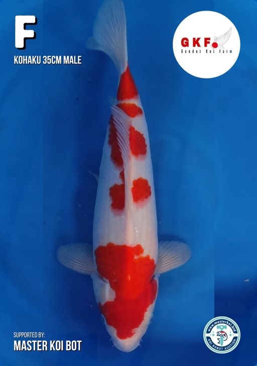 Lelang Koi Online, Jual Beli Ikan Koi, Pusat Jual Beli Koi, Info Lelang Koi Hari Ini, Platform Jual Beli Koi, Jual Beli Ikan Koi Online, Marketplace Ikan Koi, Jual Koi Terbaik, Tempat Beli Koi Berkualitas, Pasar Ikan Koi Online Terpercaya, Penjual Ikan Koi Terpercaya, Beli Koi Hias Online, Ikan Koi untuk Dijual, Koi Kualitas Terbaik, Toko Online Ikan Koi, Koi Hias Untuk Dijual, Jual Beli Ikan Koi Lokal, Koi Indonesia Online, Pusat Jual Beli Koi Terbesar