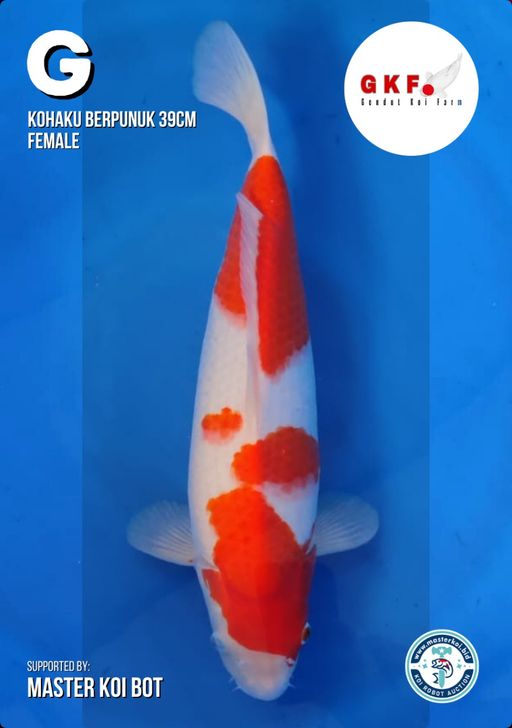 Lelang Koi Online, Jual Beli Ikan Koi, Pusat Jual Beli Koi, Info Lelang Koi Hari Ini, Platform Jual Beli Koi, Jual Beli Ikan Koi Online, Marketplace Ikan Koi, Jual Koi Terbaik, Tempat Beli Koi Berkualitas, Pasar Ikan Koi Online Terpercaya, Penjual Ikan Koi Terpercaya, Beli Koi Hias Online, Ikan Koi untuk Dijual, Koi Kualitas Terbaik, Toko Online Ikan Koi, Koi Hias Untuk Dijual, Jual Beli Ikan Koi Lokal, Koi Indonesia Online, Pusat Jual Beli Koi Terbesar