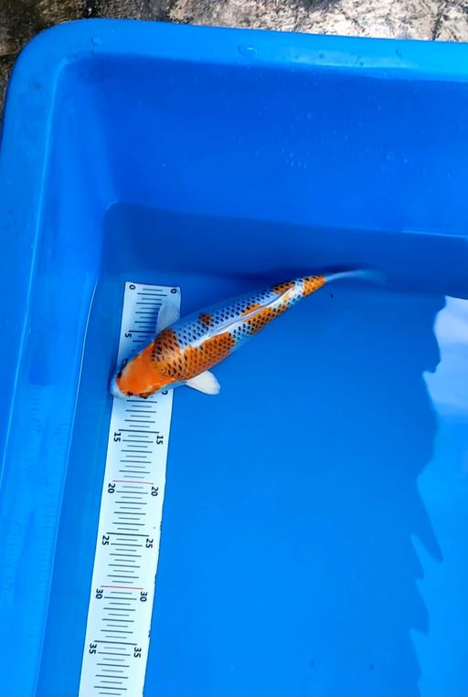 Lelang Koi Online, Jual Beli Ikan Koi, Pusat Jual Beli Koi, Info Lelang Koi Hari Ini, Platform Jual Beli Koi, Jual Beli Ikan Koi Online, Marketplace Ikan Koi, Jual Koi Terbaik, Tempat Beli Koi Berkualitas, Pasar Ikan Koi Online Terpercaya, Penjual Ikan Koi Terpercaya, Beli Koi Hias Online, Ikan Koi untuk Dijual, Koi Kualitas Terbaik, Toko Online Ikan Koi, Koi Hias Untuk Dijual, Jual Beli Ikan Koi Lokal, Koi Indonesia Online, Pusat Jual Beli Koi Terbesar