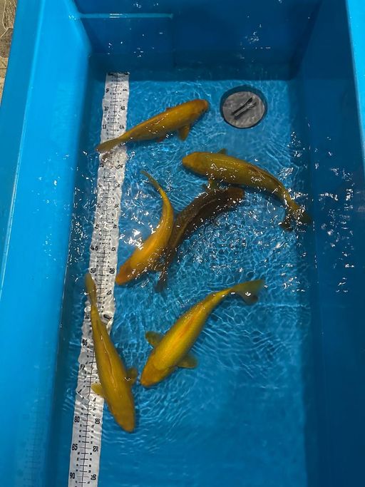Lelang Koi Online, Jual Beli Ikan Koi, Pusat Jual Beli Koi, Info Lelang Koi Hari Ini, Platform Jual Beli Koi, Jual Beli Ikan Koi Online, Marketplace Ikan Koi, Jual Koi Terbaik, Tempat Beli Koi Berkualitas, Pasar Ikan Koi Online Terpercaya, Penjual Ikan Koi Terpercaya, Beli Koi Hias Online, Ikan Koi untuk Dijual, Koi Kualitas Terbaik, Toko Online Ikan Koi, Koi Hias Untuk Dijual, Jual Beli Ikan Koi Lokal, Koi Indonesia Online, Pusat Jual Beli Koi Terbesar
