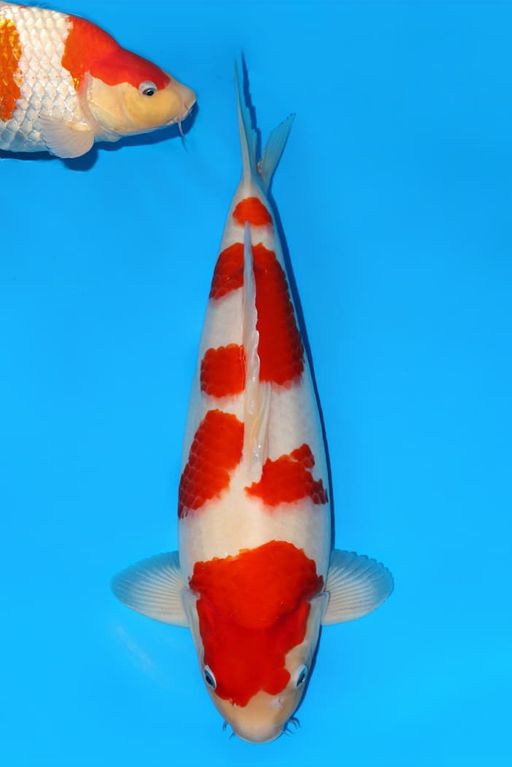 Lelang Koi Online, Jual Beli Ikan Koi, Pusat Jual Beli Koi, Info Lelang Koi Hari Ini, Platform Jual Beli Koi, Jual Beli Ikan Koi Online, Marketplace Ikan Koi, Jual Koi Terbaik, Tempat Beli Koi Berkualitas, Pasar Ikan Koi Online Terpercaya, Penjual Ikan Koi Terpercaya, Beli Koi Hias Online, Ikan Koi untuk Dijual, Koi Kualitas Terbaik, Toko Online Ikan Koi, Koi Hias Untuk Dijual, Jual Beli Ikan Koi Lokal, Koi Indonesia Online, Pusat Jual Beli Koi Terbesar