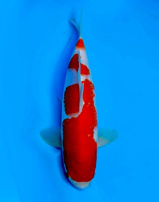 Lelang Koi Online, Jual Beli Ikan Koi, Pusat Jual Beli Koi, Info Lelang Koi Hari Ini, Platform Jual Beli Koi, Jual Beli Ikan Koi Online, Marketplace Ikan Koi, Jual Koi Terbaik, Tempat Beli Koi Berkualitas, Pasar Ikan Koi Online Terpercaya, Penjual Ikan Koi Terpercaya, Beli Koi Hias Online, Ikan Koi untuk Dijual, Koi Kualitas Terbaik, Toko Online Ikan Koi, Koi Hias Untuk Dijual, Jual Beli Ikan Koi Lokal, Koi Indonesia Online, Pusat Jual Beli Koi Terbesar