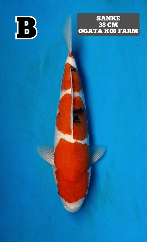 Lelang Koi Online, Jual Beli Ikan Koi, Pusat Jual Beli Koi, Info Lelang Koi Hari Ini, Platform Jual Beli Koi, Jual Beli Ikan Koi Online, Marketplace Ikan Koi, Jual Koi Terbaik, Tempat Beli Koi Berkualitas, Pasar Ikan Koi Online Terpercaya, Penjual Ikan Koi Terpercaya, Beli Koi Hias Online, Ikan Koi untuk Dijual, Koi Kualitas Terbaik, Toko Online Ikan Koi, Koi Hias Untuk Dijual, Jual Beli Ikan Koi Lokal, Koi Indonesia Online, Pusat Jual Beli Koi Terbesar
