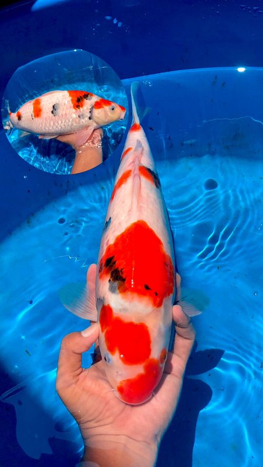 Lelang Koi Online, Jual Beli Ikan Koi, Pusat Jual Beli Koi, Info Lelang Koi Hari Ini, Platform Jual Beli Koi, Jual Beli Ikan Koi Online, Marketplace Ikan Koi, Jual Koi Terbaik, Tempat Beli Koi Berkualitas, Pasar Ikan Koi Online Terpercaya, Penjual Ikan Koi Terpercaya, Beli Koi Hias Online, Ikan Koi untuk Dijual, Koi Kualitas Terbaik, Toko Online Ikan Koi, Koi Hias Untuk Dijual, Jual Beli Ikan Koi Lokal, Koi Indonesia Online, Pusat Jual Beli Koi Terbesar