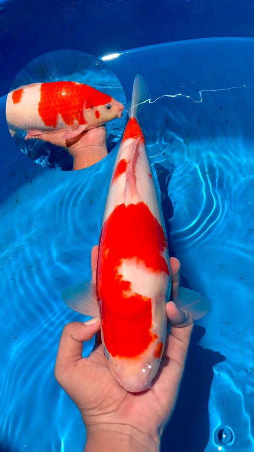 Lelang Koi Online, Jual Beli Ikan Koi, Pusat Jual Beli Koi, Info Lelang Koi Hari Ini, Platform Jual Beli Koi, Jual Beli Ikan Koi Online, Marketplace Ikan Koi, Jual Koi Terbaik, Tempat Beli Koi Berkualitas, Pasar Ikan Koi Online Terpercaya, Penjual Ikan Koi Terpercaya, Beli Koi Hias Online, Ikan Koi untuk Dijual, Koi Kualitas Terbaik, Toko Online Ikan Koi, Koi Hias Untuk Dijual, Jual Beli Ikan Koi Lokal, Koi Indonesia Online, Pusat Jual Beli Koi Terbesar