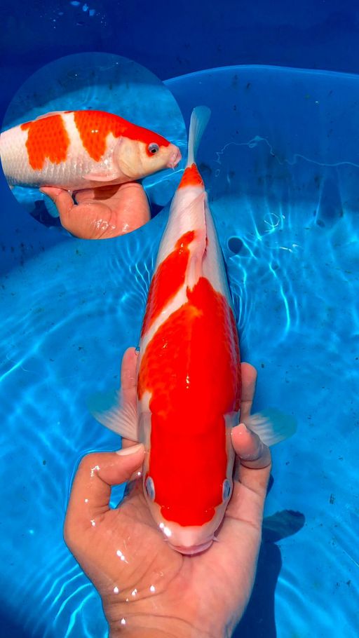 Lelang Koi Online, Jual Beli Ikan Koi, Pusat Jual Beli Koi, Info Lelang Koi Hari Ini, Platform Jual Beli Koi, Jual Beli Ikan Koi Online, Marketplace Ikan Koi, Jual Koi Terbaik, Tempat Beli Koi Berkualitas, Pasar Ikan Koi Online Terpercaya, Penjual Ikan Koi Terpercaya, Beli Koi Hias Online, Ikan Koi untuk Dijual, Koi Kualitas Terbaik, Toko Online Ikan Koi, Koi Hias Untuk Dijual, Jual Beli Ikan Koi Lokal, Koi Indonesia Online, Pusat Jual Beli Koi Terbesar