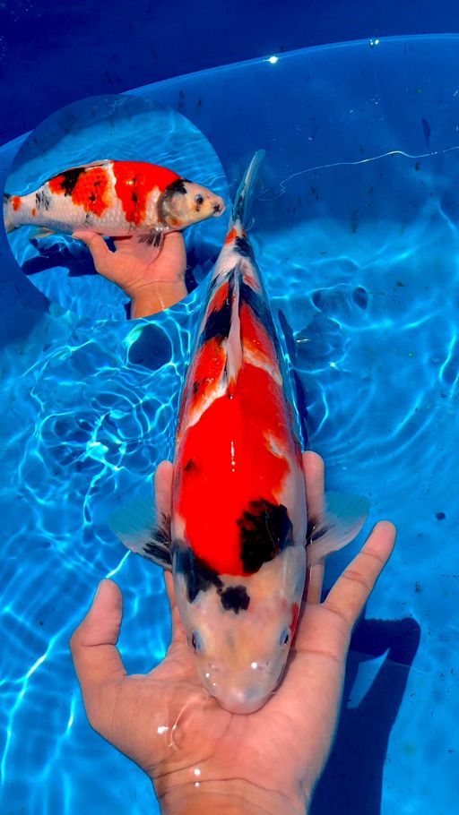Lelang Koi Online, Jual Beli Ikan Koi, Pusat Jual Beli Koi, Info Lelang Koi Hari Ini, Platform Jual Beli Koi, Jual Beli Ikan Koi Online, Marketplace Ikan Koi, Jual Koi Terbaik, Tempat Beli Koi Berkualitas, Pasar Ikan Koi Online Terpercaya, Penjual Ikan Koi Terpercaya, Beli Koi Hias Online, Ikan Koi untuk Dijual, Koi Kualitas Terbaik, Toko Online Ikan Koi, Koi Hias Untuk Dijual, Jual Beli Ikan Koi Lokal, Koi Indonesia Online, Pusat Jual Beli Koi Terbesar