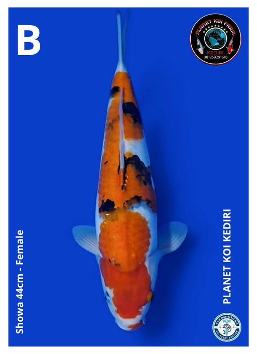 Lelang Koi Online, Jual Beli Ikan Koi, Pusat Jual Beli Koi, Info Lelang Koi Hari Ini, Platform Jual Beli Koi, Jual Beli Ikan Koi Online, Marketplace Ikan Koi, Jual Koi Terbaik, Tempat Beli Koi Berkualitas, Pasar Ikan Koi Online Terpercaya, Penjual Ikan Koi Terpercaya, Beli Koi Hias Online, Ikan Koi untuk Dijual, Koi Kualitas Terbaik, Toko Online Ikan Koi, Koi Hias Untuk Dijual, Jual Beli Ikan Koi Lokal, Koi Indonesia Online, Pusat Jual Beli Koi Terbesar