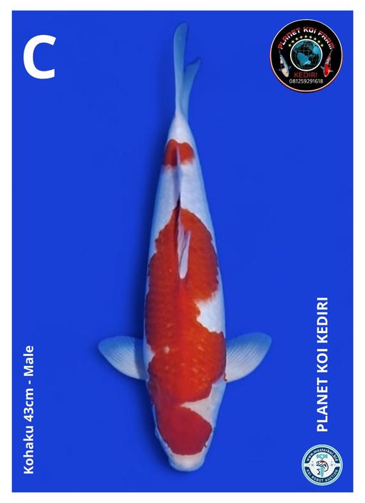 Lelang Koi Online, Jual Beli Ikan Koi, Pusat Jual Beli Koi, Info Lelang Koi Hari Ini, Platform Jual Beli Koi, Jual Beli Ikan Koi Online, Marketplace Ikan Koi, Jual Koi Terbaik, Tempat Beli Koi Berkualitas, Pasar Ikan Koi Online Terpercaya, Penjual Ikan Koi Terpercaya, Beli Koi Hias Online, Ikan Koi untuk Dijual, Koi Kualitas Terbaik, Toko Online Ikan Koi, Koi Hias Untuk Dijual, Jual Beli Ikan Koi Lokal, Koi Indonesia Online, Pusat Jual Beli Koi Terbesar