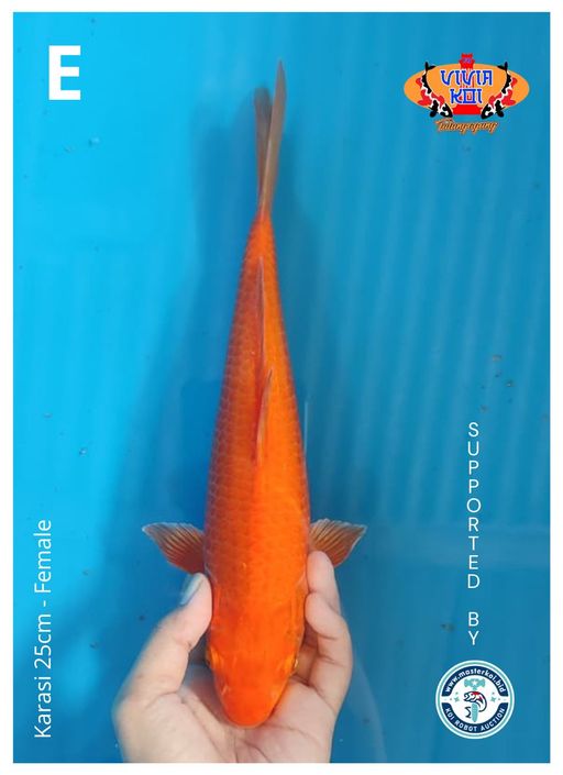 Lelang Koi Online, Jual Beli Ikan Koi, Pusat Jual Beli Koi, Info Lelang Koi Hari Ini, Platform Jual Beli Koi, Jual Beli Ikan Koi Online, Marketplace Ikan Koi, Jual Koi Terbaik, Tempat Beli Koi Berkualitas, Pasar Ikan Koi Online Terpercaya, Penjual Ikan Koi Terpercaya, Beli Koi Hias Online, Ikan Koi untuk Dijual, Koi Kualitas Terbaik, Toko Online Ikan Koi, Koi Hias Untuk Dijual, Jual Beli Ikan Koi Lokal, Koi Indonesia Online, Pusat Jual Beli Koi Terbesar