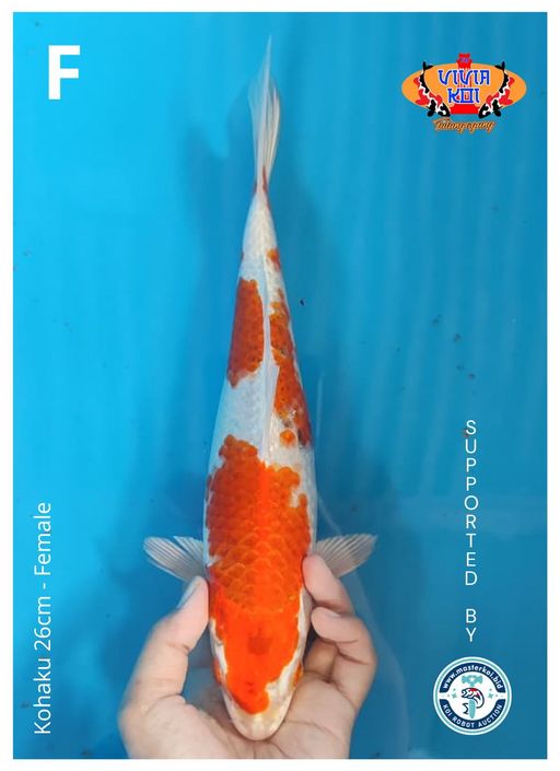 Lelang Koi Online, Jual Beli Ikan Koi, Pusat Jual Beli Koi, Info Lelang Koi Hari Ini, Platform Jual Beli Koi, Jual Beli Ikan Koi Online, Marketplace Ikan Koi, Jual Koi Terbaik, Tempat Beli Koi Berkualitas, Pasar Ikan Koi Online Terpercaya, Penjual Ikan Koi Terpercaya, Beli Koi Hias Online, Ikan Koi untuk Dijual, Koi Kualitas Terbaik, Toko Online Ikan Koi, Koi Hias Untuk Dijual, Jual Beli Ikan Koi Lokal, Koi Indonesia Online, Pusat Jual Beli Koi Terbesar
