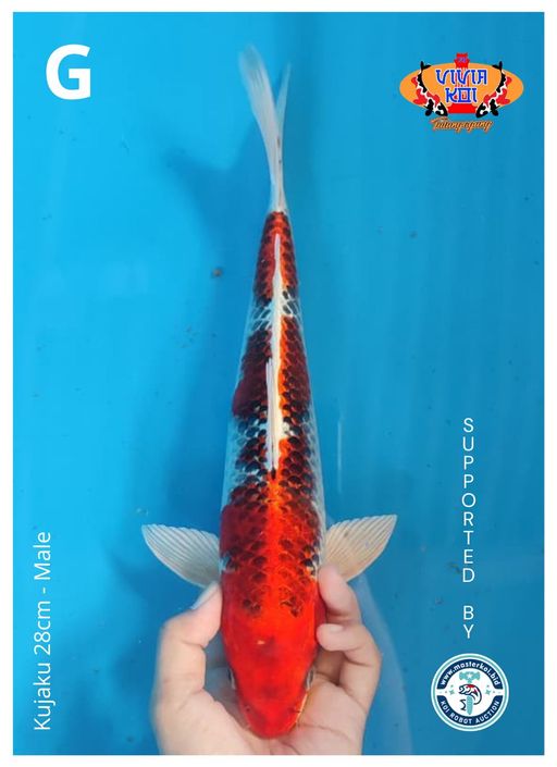 Lelang Koi Online, Jual Beli Ikan Koi, Pusat Jual Beli Koi, Info Lelang Koi Hari Ini, Platform Jual Beli Koi, Jual Beli Ikan Koi Online, Marketplace Ikan Koi, Jual Koi Terbaik, Tempat Beli Koi Berkualitas, Pasar Ikan Koi Online Terpercaya, Penjual Ikan Koi Terpercaya, Beli Koi Hias Online, Ikan Koi untuk Dijual, Koi Kualitas Terbaik, Toko Online Ikan Koi, Koi Hias Untuk Dijual, Jual Beli Ikan Koi Lokal, Koi Indonesia Online, Pusat Jual Beli Koi Terbesar