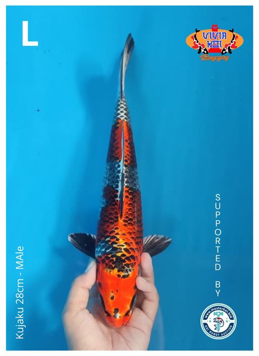 Lelang Koi Online, Jual Beli Ikan Koi, Pusat Jual Beli Koi, Info Lelang Koi Hari Ini, Platform Jual Beli Koi, Jual Beli Ikan Koi Online, Marketplace Ikan Koi, Jual Koi Terbaik, Tempat Beli Koi Berkualitas, Pasar Ikan Koi Online Terpercaya, Penjual Ikan Koi Terpercaya, Beli Koi Hias Online, Ikan Koi untuk Dijual, Koi Kualitas Terbaik, Toko Online Ikan Koi, Koi Hias Untuk Dijual, Jual Beli Ikan Koi Lokal, Koi Indonesia Online, Pusat Jual Beli Koi Terbesar