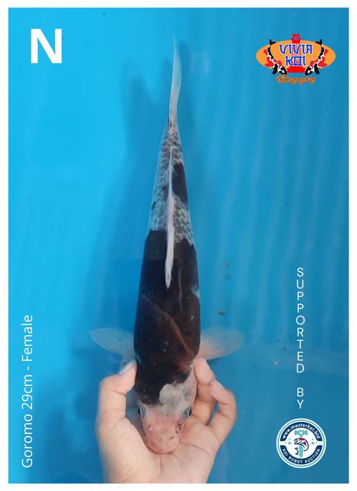 Lelang Koi Online, Jual Beli Ikan Koi, Pusat Jual Beli Koi, Info Lelang Koi Hari Ini, Platform Jual Beli Koi, Jual Beli Ikan Koi Online, Marketplace Ikan Koi, Jual Koi Terbaik, Tempat Beli Koi Berkualitas, Pasar Ikan Koi Online Terpercaya, Penjual Ikan Koi Terpercaya, Beli Koi Hias Online, Ikan Koi untuk Dijual, Koi Kualitas Terbaik, Toko Online Ikan Koi, Koi Hias Untuk Dijual, Jual Beli Ikan Koi Lokal, Koi Indonesia Online, Pusat Jual Beli Koi Terbesar