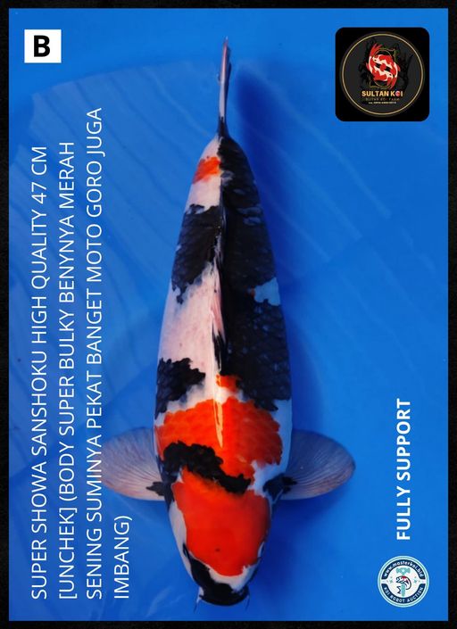 Lelang Koi Online, Jual Beli Ikan Koi, Pusat Jual Beli Koi, Info Lelang Koi Hari Ini, Platform Jual Beli Koi, Jual Beli Ikan Koi Online, Marketplace Ikan Koi, Jual Koi Terbaik, Tempat Beli Koi Berkualitas, Pasar Ikan Koi Online Terpercaya, Penjual Ikan Koi Terpercaya, Beli Koi Hias Online, Ikan Koi untuk Dijual, Koi Kualitas Terbaik, Toko Online Ikan Koi, Koi Hias Untuk Dijual, Jual Beli Ikan Koi Lokal, Koi Indonesia Online, Pusat Jual Beli Koi Terbesar