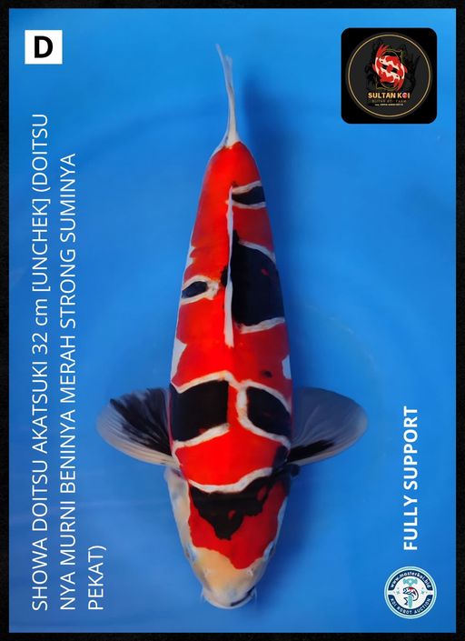 Lelang Koi Online, Jual Beli Ikan Koi, Pusat Jual Beli Koi, Info Lelang Koi Hari Ini, Platform Jual Beli Koi, Jual Beli Ikan Koi Online, Marketplace Ikan Koi, Jual Koi Terbaik, Tempat Beli Koi Berkualitas, Pasar Ikan Koi Online Terpercaya, Penjual Ikan Koi Terpercaya, Beli Koi Hias Online, Ikan Koi untuk Dijual, Koi Kualitas Terbaik, Toko Online Ikan Koi, Koi Hias Untuk Dijual, Jual Beli Ikan Koi Lokal, Koi Indonesia Online, Pusat Jual Beli Koi Terbesar