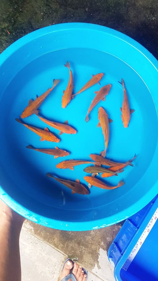 Lelang Koi Online, Jual Beli Ikan Koi, Pusat Jual Beli Koi, Info Lelang Koi Hari Ini, Platform Jual Beli Koi, Jual Beli Ikan Koi Online, Marketplace Ikan Koi, Jual Koi Terbaik, Tempat Beli Koi Berkualitas, Pasar Ikan Koi Online Terpercaya, Penjual Ikan Koi Terpercaya, Beli Koi Hias Online, Ikan Koi untuk Dijual, Koi Kualitas Terbaik, Toko Online Ikan Koi, Koi Hias Untuk Dijual, Jual Beli Ikan Koi Lokal, Koi Indonesia Online, Pusat Jual Beli Koi Terbesar