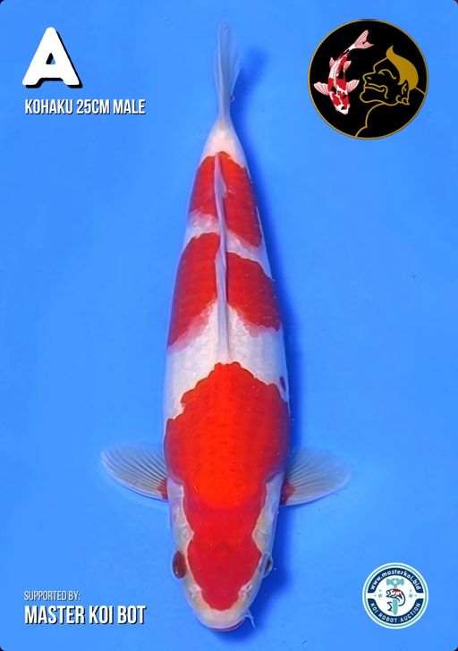 Lelang Koi Online, Jual Beli Ikan Koi, Pusat Jual Beli Koi, Info Lelang Koi Hari Ini, Platform Jual Beli Koi, Jual Beli Ikan Koi Online, Marketplace Ikan Koi, Jual Koi Terbaik, Tempat Beli Koi Berkualitas, Pasar Ikan Koi Online Terpercaya, Penjual Ikan Koi Terpercaya, Beli Koi Hias Online, Ikan Koi untuk Dijual, Koi Kualitas Terbaik, Toko Online Ikan Koi, Koi Hias Untuk Dijual, Jual Beli Ikan Koi Lokal, Koi Indonesia Online, Pusat Jual Beli Koi Terbesar